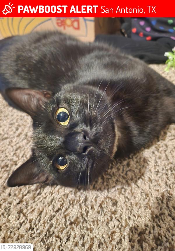 Lost Female Cat last seen Golf vista bulivard, San Antonio, TX 78244