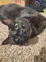 Lost Female Cat last seen Golf vista bulivard, San Antonio, TX 78244