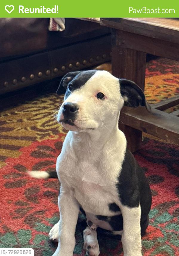 Reunited Female Dog last seen Harlan and Westlynn , Wichita, KS 67212