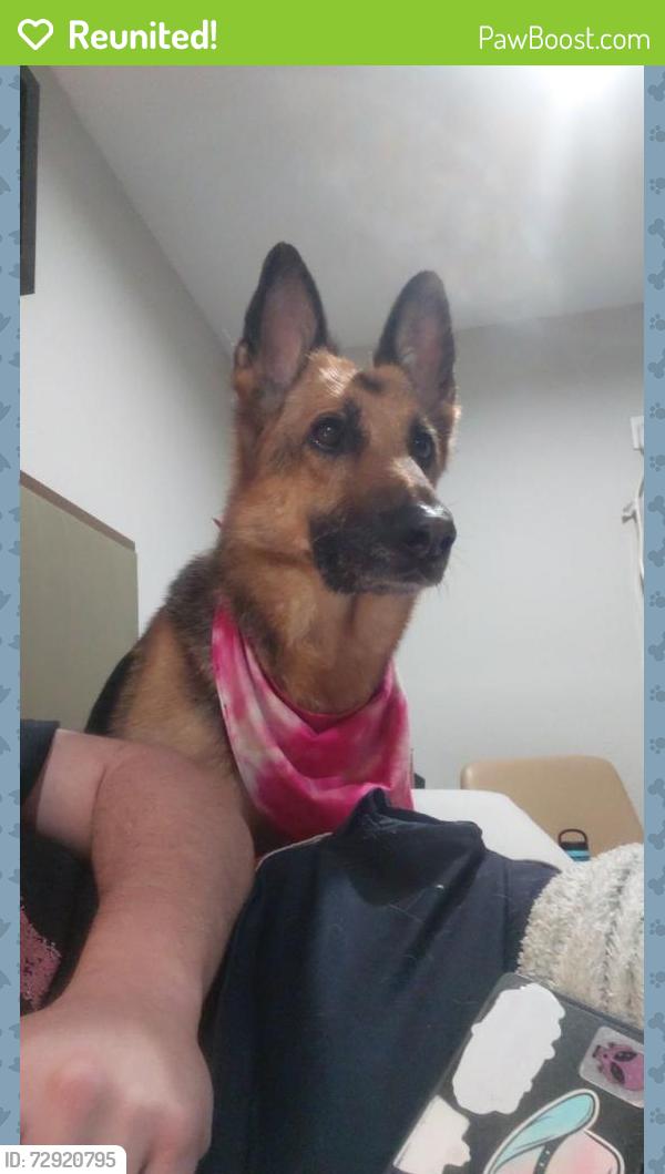 Reunited Female Dog last seen 6th Ln, Big Bear, CA, Big Bear, CA 92314