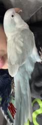 Lost Male Bird last seen Highway 377 by the Dominoes, Krugerville, TX 76227