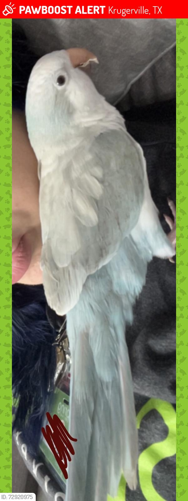 Lost Male Bird last seen Highway 377 by the Dominoes, Krugerville, TX 76227