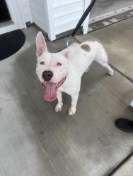 Found/Stray Male Dog last seen Ellesmere, NC, Myrtle Beach, SC 29579