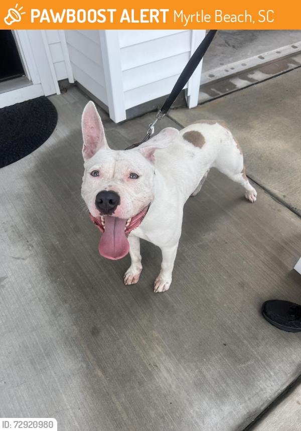 Found/Stray Male Dog last seen Ellesmere, NC, Myrtle Beach, SC 29579