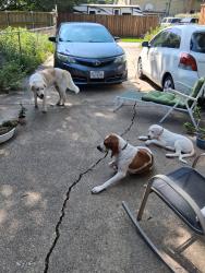 Reunited Male Dog last seen N.E. Dallas, Dallas, TX 75201