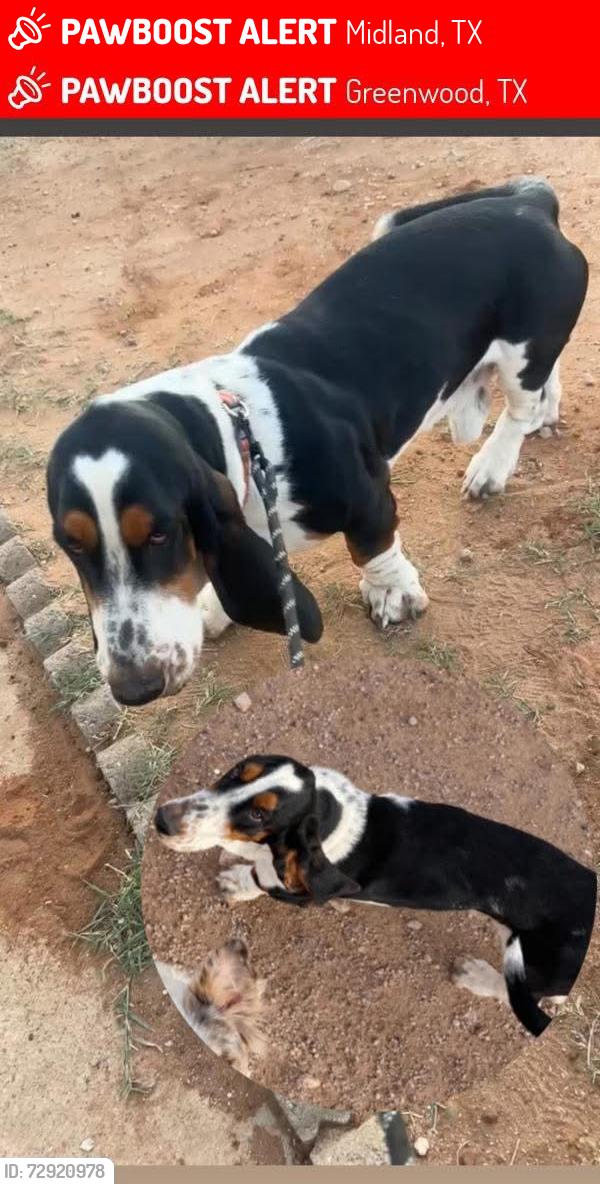 Lost Male Dog last seen CR160 and CR1058, Midland, TX 79706