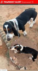 Lost Male Dog last seen CR160 and CR1058, Midland, TX 79706