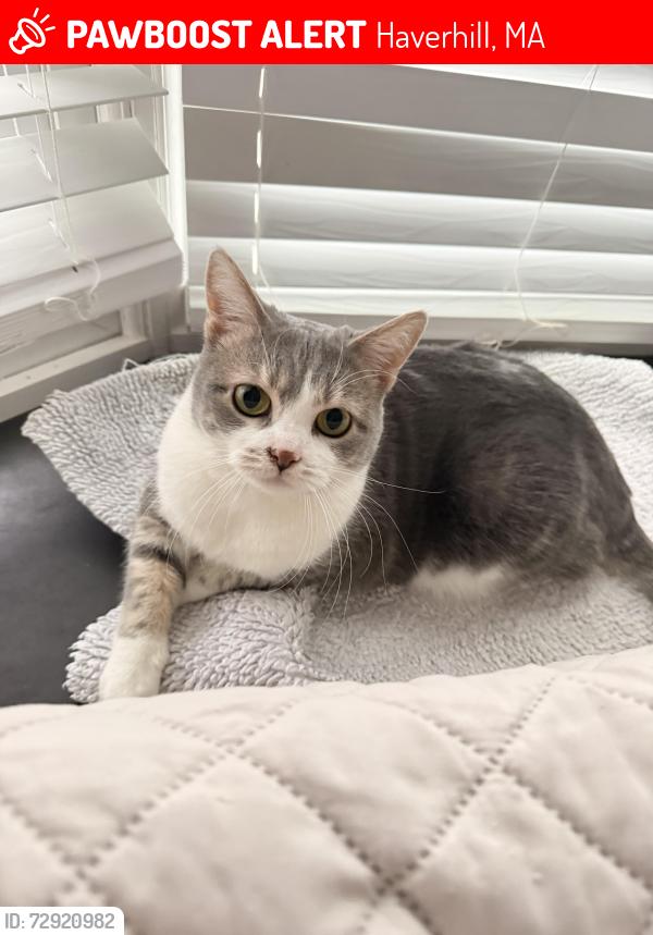 Lost Female Cat last seen Near dale street haverhill, Haverhill, MA 01832