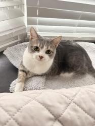 Lost Female Cat last seen Near dale street haverhill , Haverhill, MA 01832