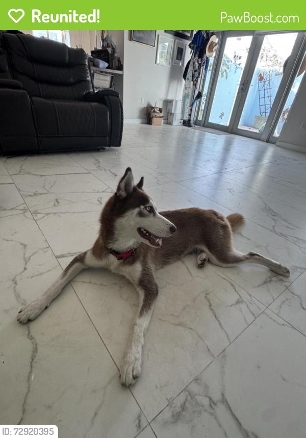 Reunited Female Dog last seen Near SW 219th St, Goulds, FL 33170, USA, Goulds, FL 33170