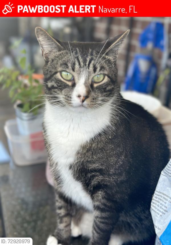 Lost Male Cat last seen Spanish Trace/La Mesa/Winners Circle area, Navarre, FL 32566