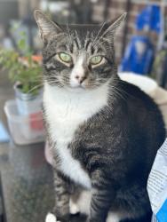 Lost Male Cat last seen Spanish Trace/La Mesa/Winners Circle area, Navarre, FL 32566
