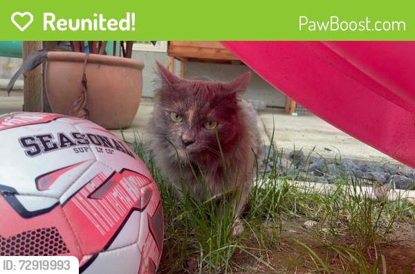 Reunited Female Cat last seen Near Pictor Ct, Sacramento, CA 95828, USA, Sacramento, CA 95828