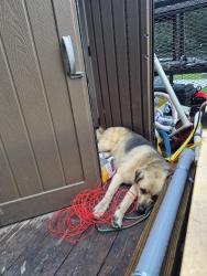 Lost Male Dog last seen County road 2246 and hwy 321, Cleveland, TX 77327