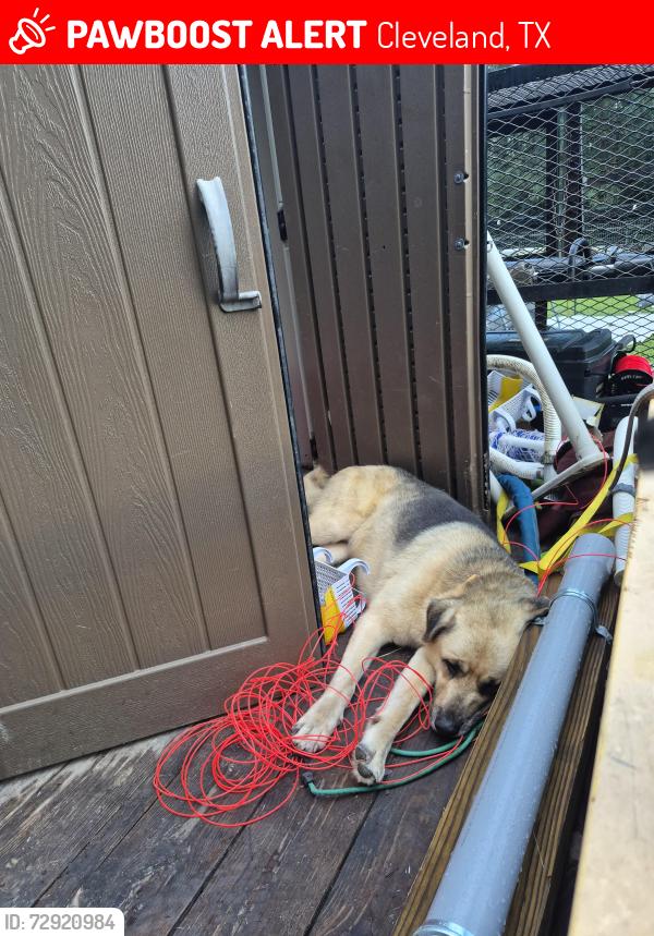 Lost Male Dog last seen County road 2246 and hwy 321, Cleveland, TX 77327