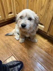 Found/Stray Female Dog last seen Deakel Lane, Mobile County, AL 36544