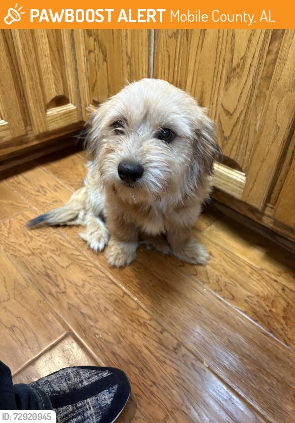 Found/Stray Female Dog last seen Deakel Lane, Mobile County, AL 36544