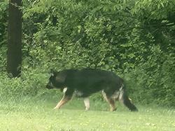 Found/Stray Male Dog last seen Mink Hollow , Howard County, MD 20777