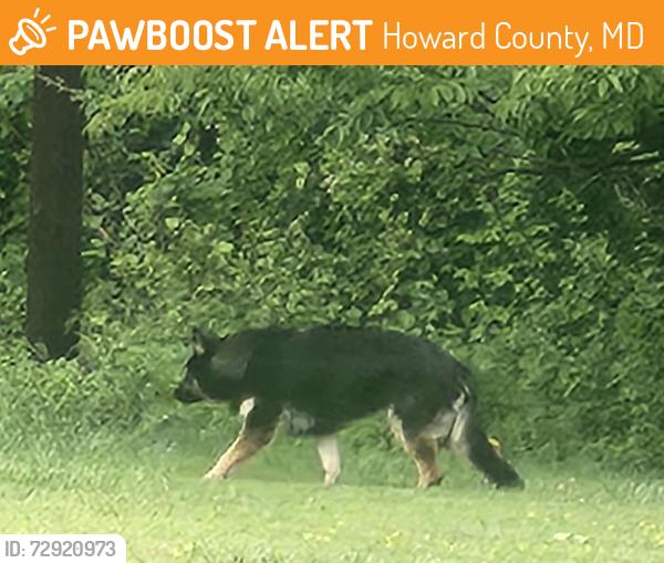 Found/Stray Male Dog last seen Mink Hollow , Howard County, MD 20777