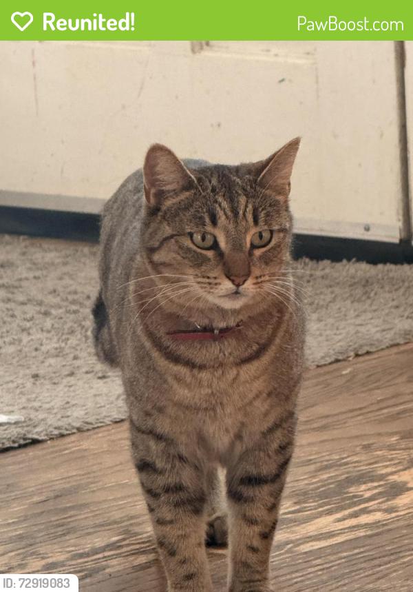 Reunited Female Cat last seen Oak Ave and Old Ranch Rd, C-bar-C Park, Citrus Heights, CA 95610