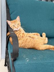 Reunited Male Cat last seen Near Gaston St, Spring Hill, FL 34607, USA, Spring Hill, FL 34607
