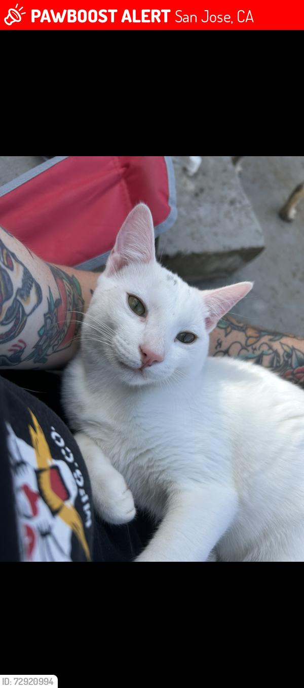 Lost Male Cat last seen Cadwalladed elementry school, San Jose, CA 95121