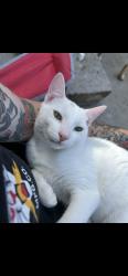 Lost Male Cat last seen Cadwalladed elementry school, San Jose, CA 95121