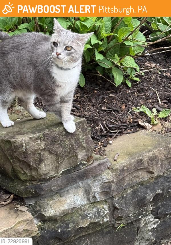 Found/Stray Unknown Cat last seen Rosemoor Street, Pittsburgh, PA 15217