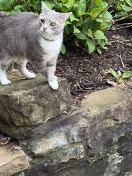 Found/Stray Unknown Cat last seen Rosemoor Street, Pittsburgh, PA 15217