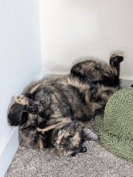 Reunited Female Cat last seen Near Wales Coast St North Las Vegas,nv 89084, North Las Vegas, NV 89084