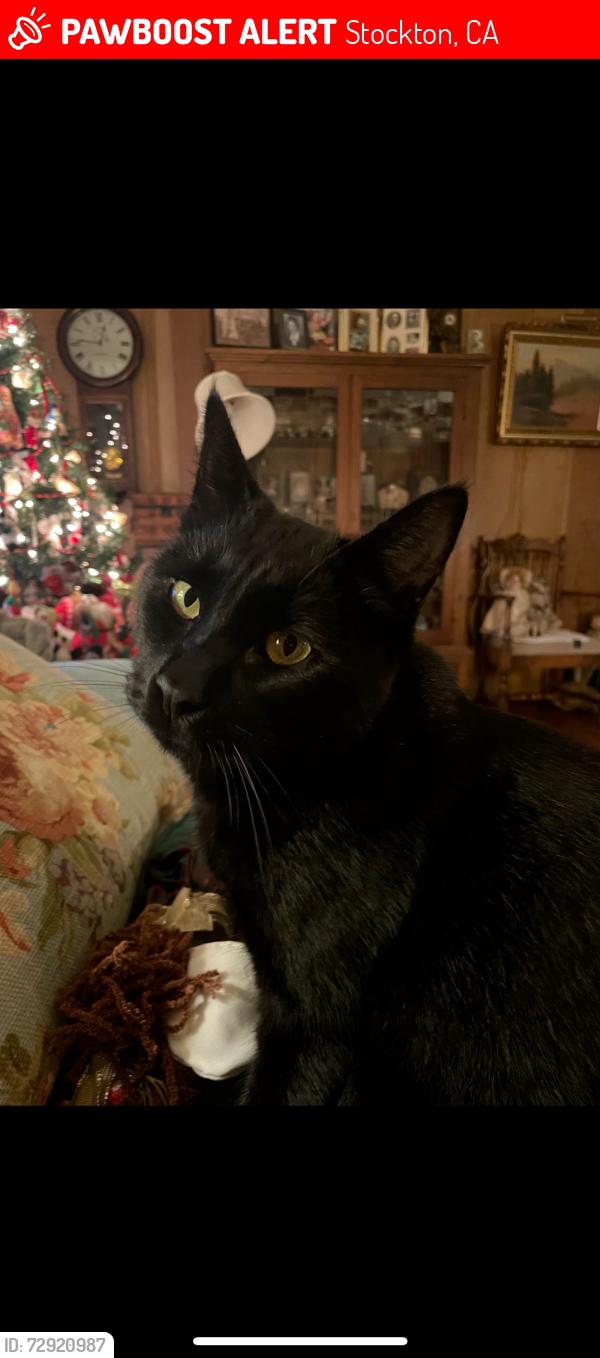 Lost Male Cat last seen Thornton and Lower Sacramento, Stockton, CA 95209