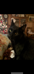 Lost Male Cat last seen Thornton and Lower Sacramento, Stockton, CA 95209