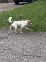 Reunited Male Dog last seen Other side of Herge Park, Pittsburgh, PA 15229
