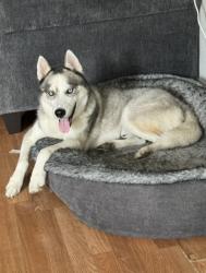 Reunited Male Dog last seen Near SW 121st Ave, Miami, FL 33175, USA, Miami, FL 33175