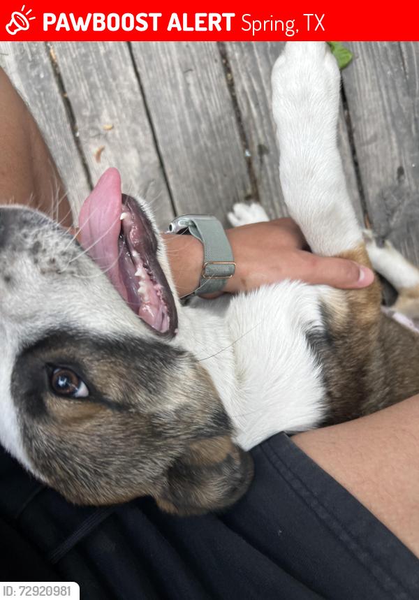 Lost Male Dog last seen Legacy the school of sports sciences , Spring, TX 77373