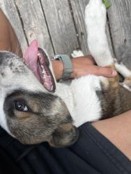Lost Male Dog last seen Legacy the school of sports sciences , Spring, TX 77373