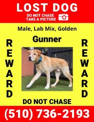 Lost Male Dog last seen My the McDonalds, Miami, FL 33142