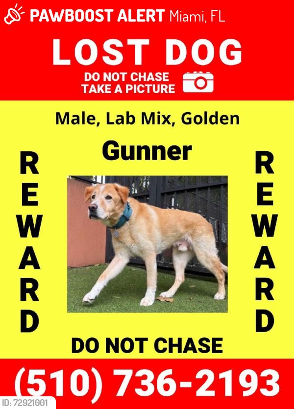 Lost Male Dog last seen My the McDonalds, Miami, FL 33142