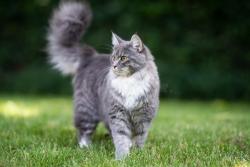 Reunited Unknown Cat last seen Totem pole park , New Brighton, MN 55112