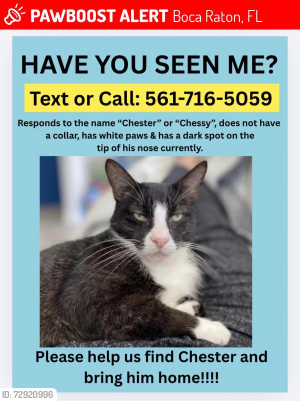 Lost Male Cat last seen SW 18th Military , Boca Raton, FL 33486