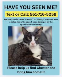 Lost Male Cat last seen SW 18th Military , Boca Raton, FL 33486