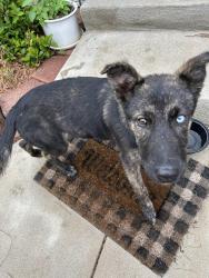 Found/Stray Male Dog last seen Near Oaklawn Baptist Church, Winston-Salem, NC 27107