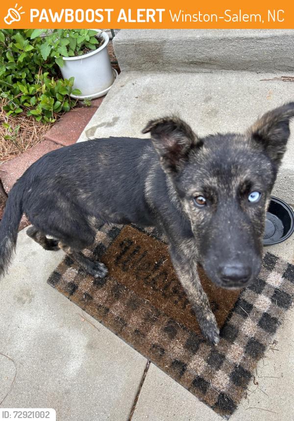 Found/Stray Male Dog last seen Near Oaklawn Baptist Church, Winston-Salem, NC 27107