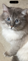 Lost Male Cat last seen Ballard on Market past 32nd, Seattle, WA 98107