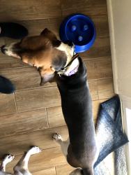 Reunited Female Dog last seen Kenyon and Desert Steppes, Tucson, AZ 85710