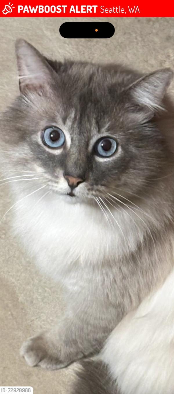 Lost Male Cat last seen Ballard on Market past 32nd, Seattle, WA 98107