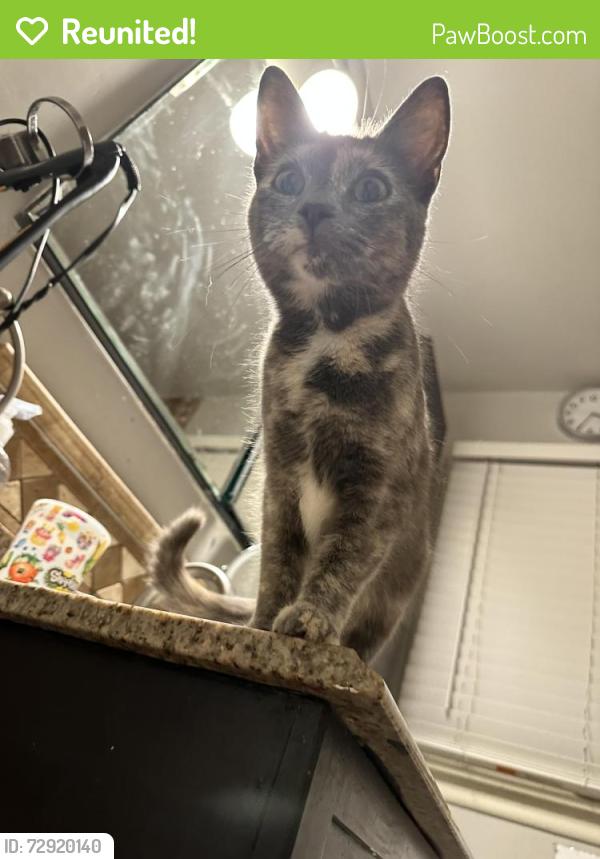 Reunited Unknown Cat last seen 39th street and Noland road, Independence, MO 64055