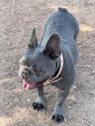 Found/Stray Female Dog last seen Gary Dexter Park, Las Vegas, NV 89107
