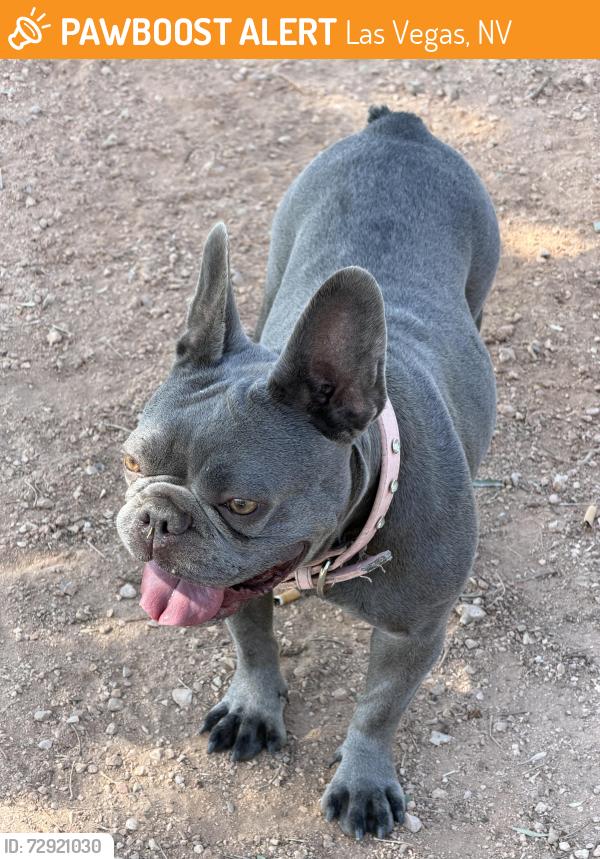 Found/Stray Female Dog last seen Gary Dexter Park, Las Vegas, NV 89107