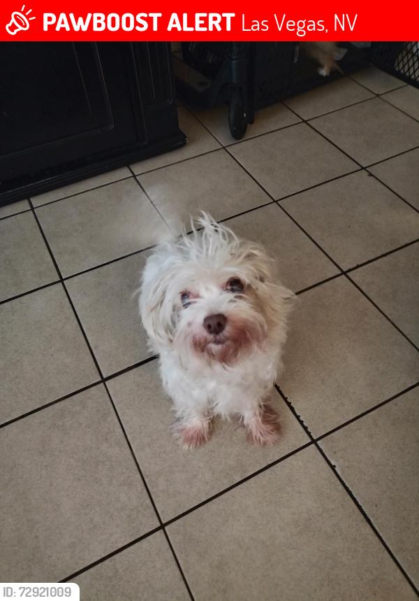 Lost Female Dog last seen Desert inn n Sand Hill , Las Vegas, NV 89121